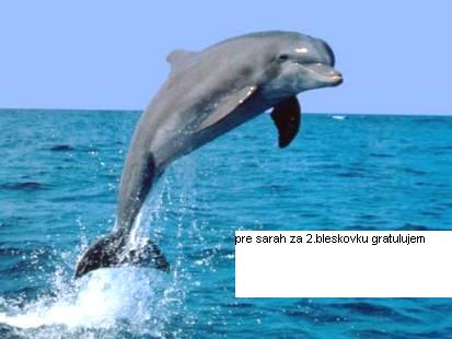 delfin.jpg